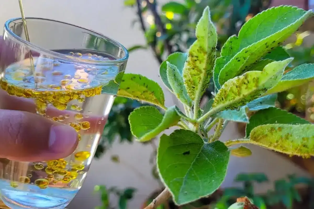 Inseticida caseiro para plantas: deixa seus vasos livres de qualquer praga em minutos