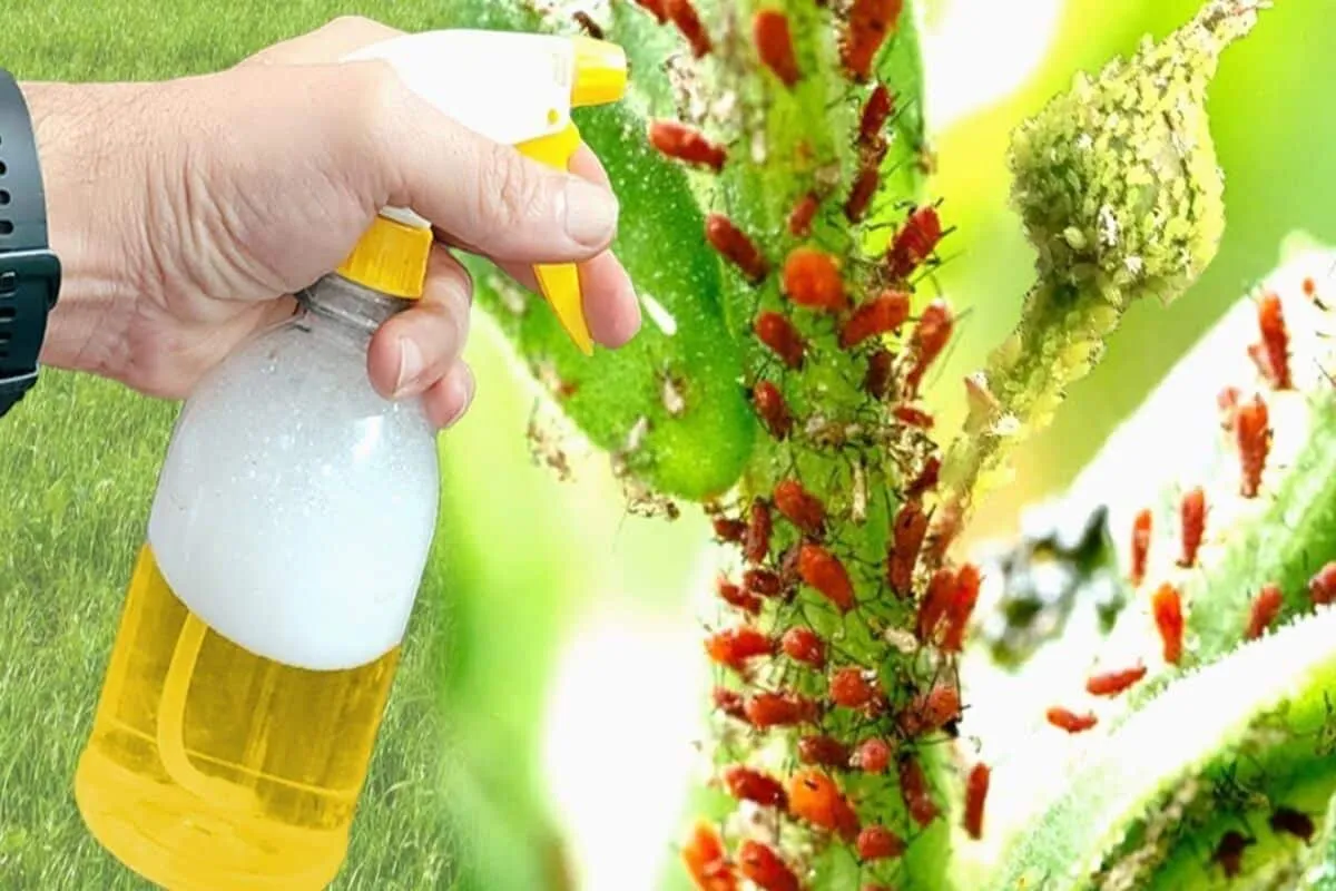 Inseticida caseiro para plantas eficaz fácil de fazer e ideal para eliminar pragas do seu jardim