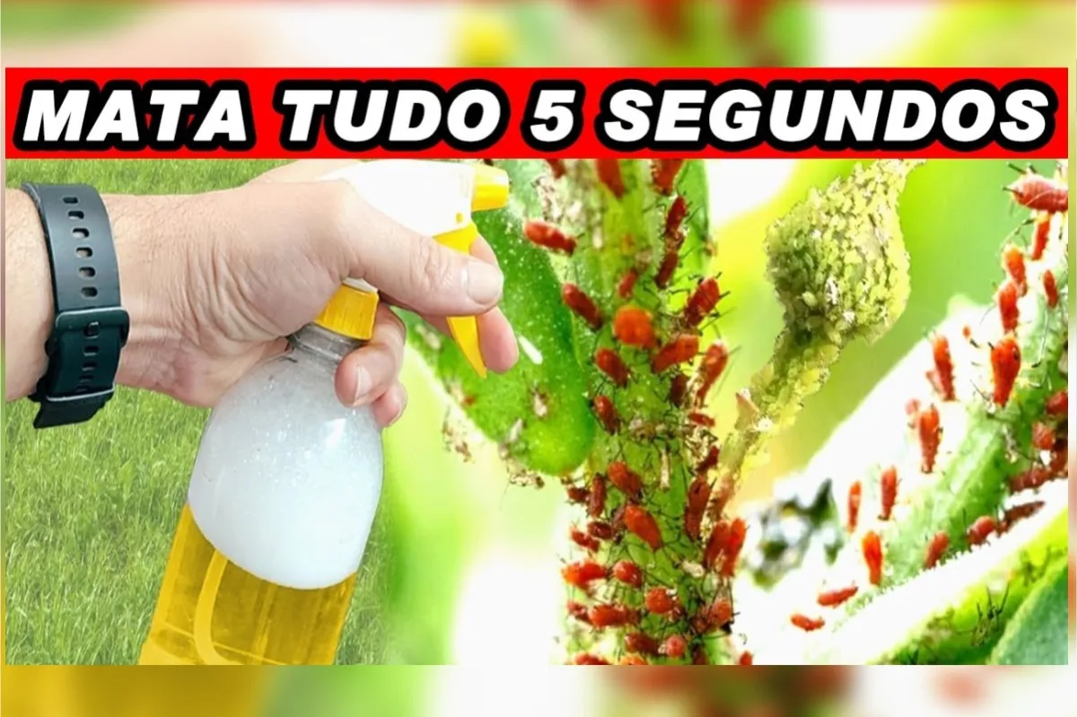 Inseticida caseiro para plantas fácil de fazer: deixa todo seu jardim livre de pragas