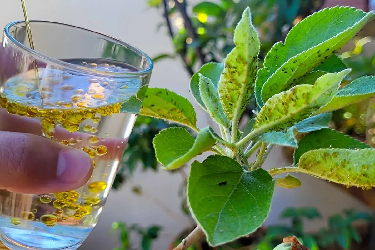 Inseticida caseiro para plantas feito com 2 ingredientes que você tem em casa