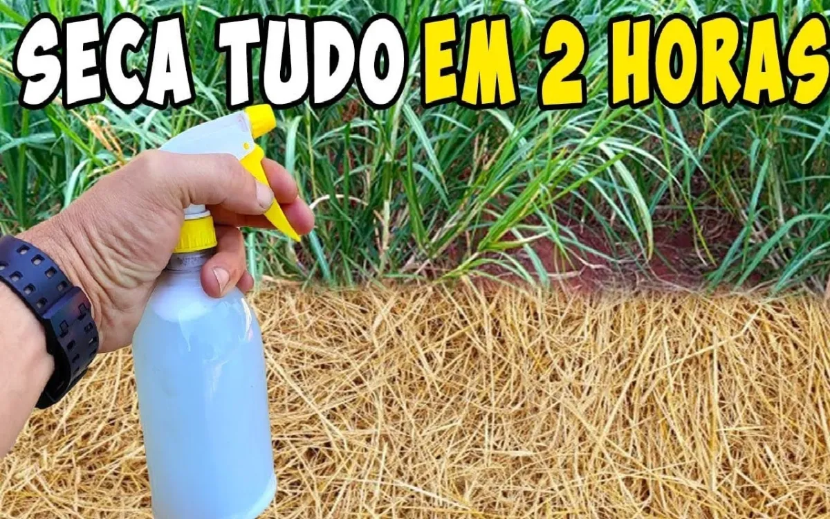 Mata mato caseiro: resolve o problema do seu quintal em poucos tempo e sem veneno