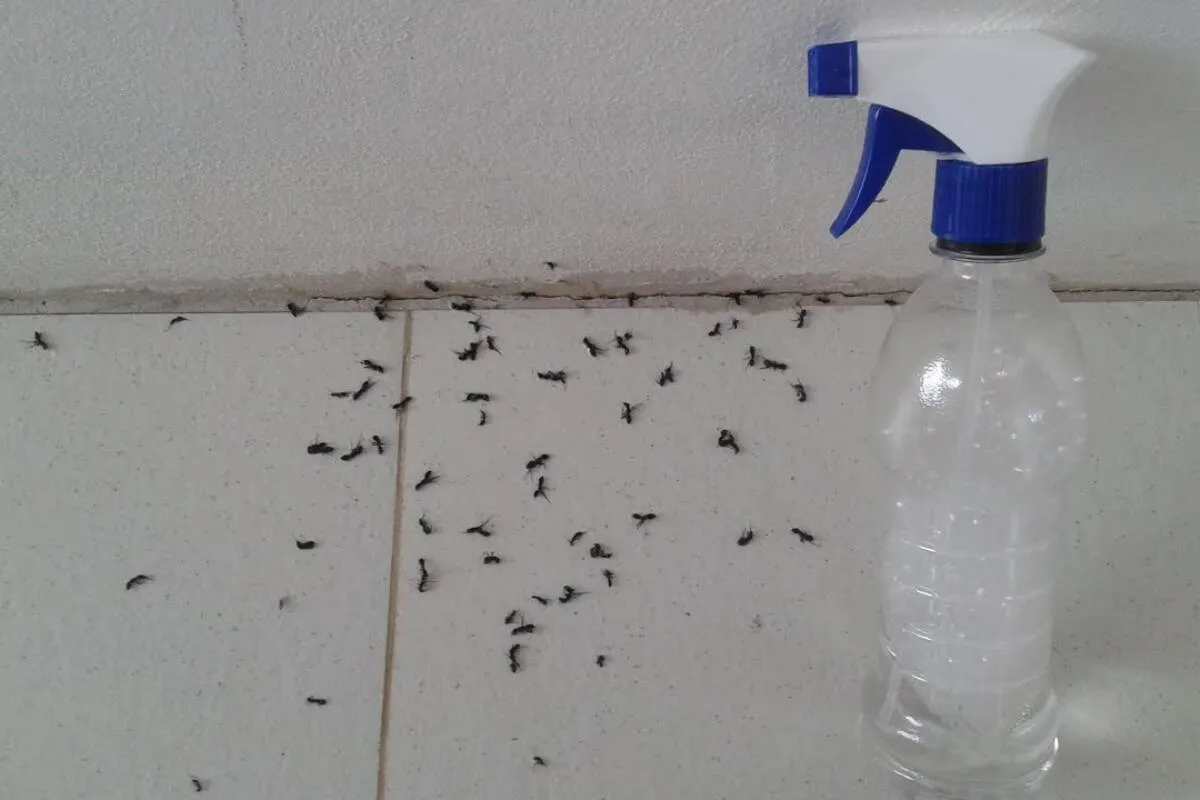 Misturinha para acabar com as formigas da sua cozinha em poucos segundos