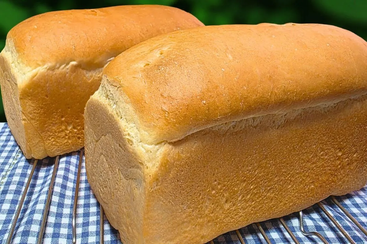 Pão caseiro: a receita mais fácil e famosa que você já viu para fazer um pão muito fofinho e econômico