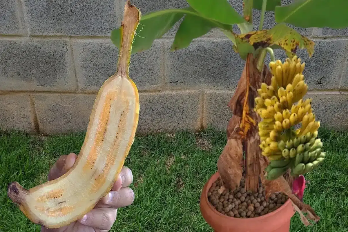Por essa você não esperava: veja como plantar banana em vaso no quintal