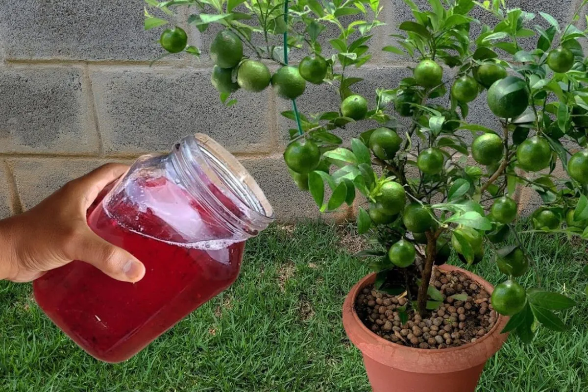 Só uma colher desse solução caseira para planta crescer vai fazer seu vaso explodir de flores