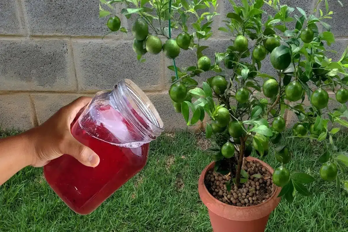 Solução caseira para planta crescer: funciona de verdade em qualquer época do ano