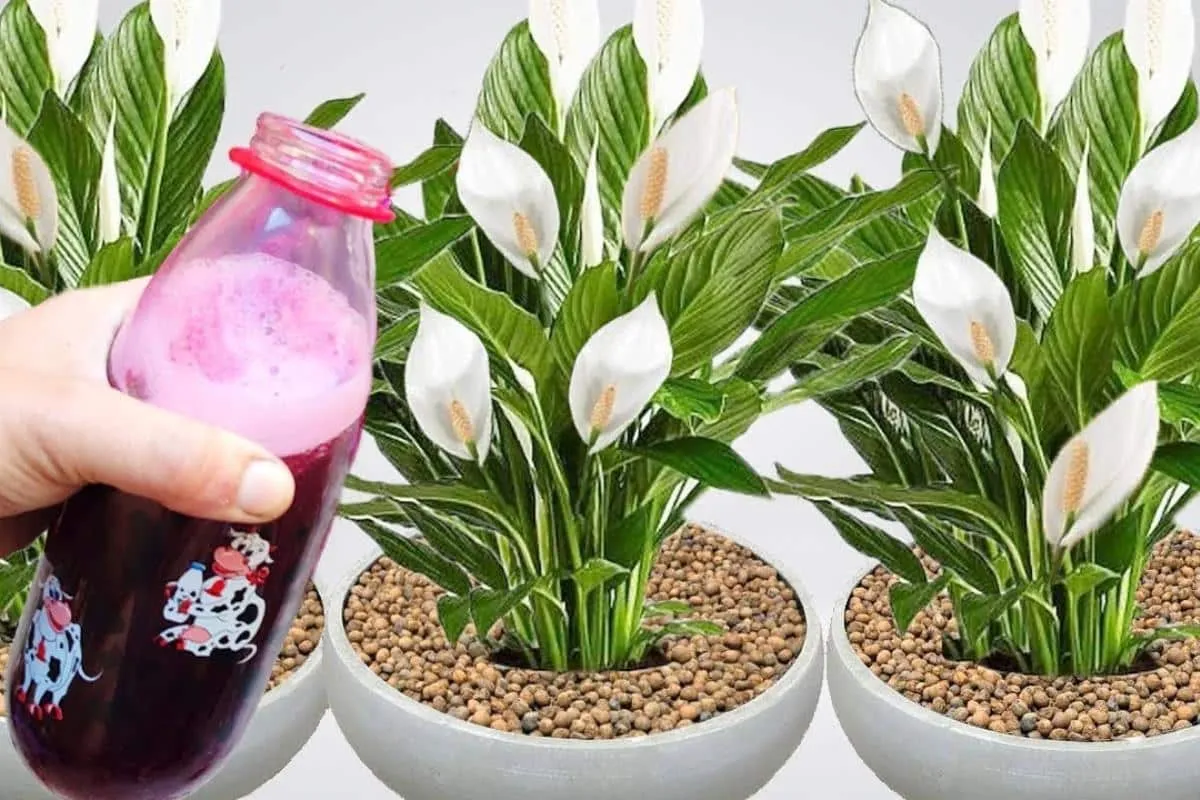 Solução caseira para planta florir: não vai ficar um vaso sem flor no teu quintal