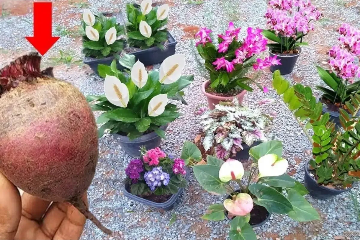 Solução caseira para planta florir: todos os vasos do seu jardim vão lotar de flores
