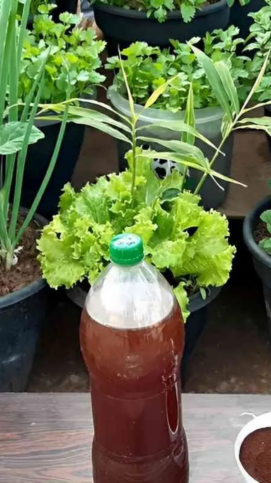 Adubo caseiro de borra de café para adubar suas plantas e hortaliças