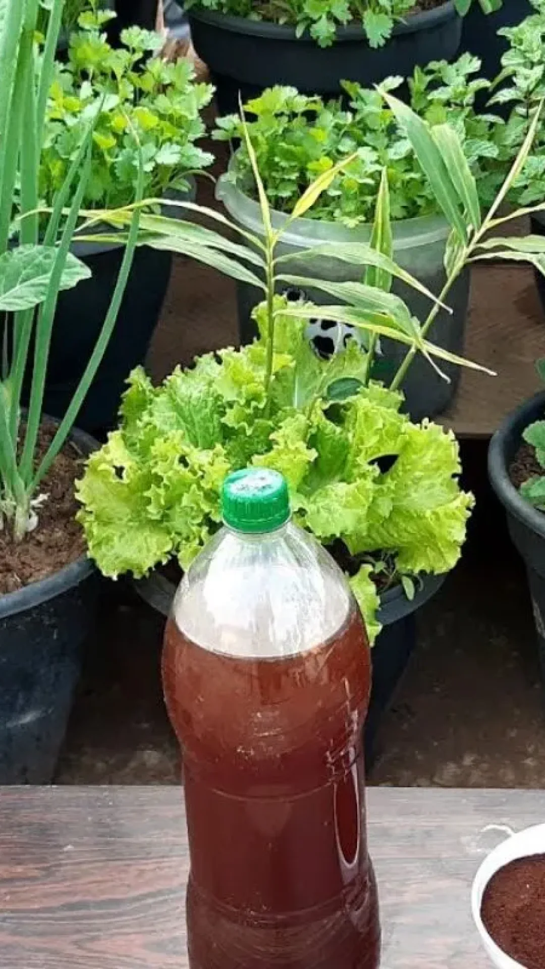 Adubo caseiro de borra de café que serve para qualquer planta que você tiver no quintal