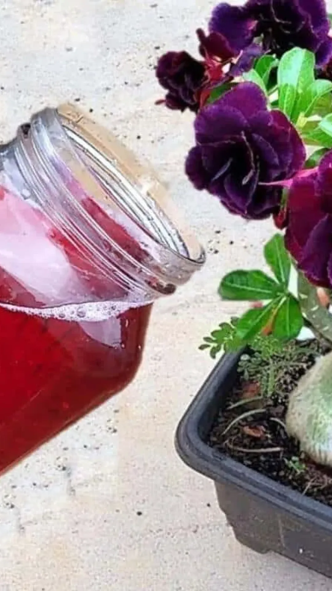 Adubo caseiro para flores: solução ótima que você pode fazer gastando quase nada