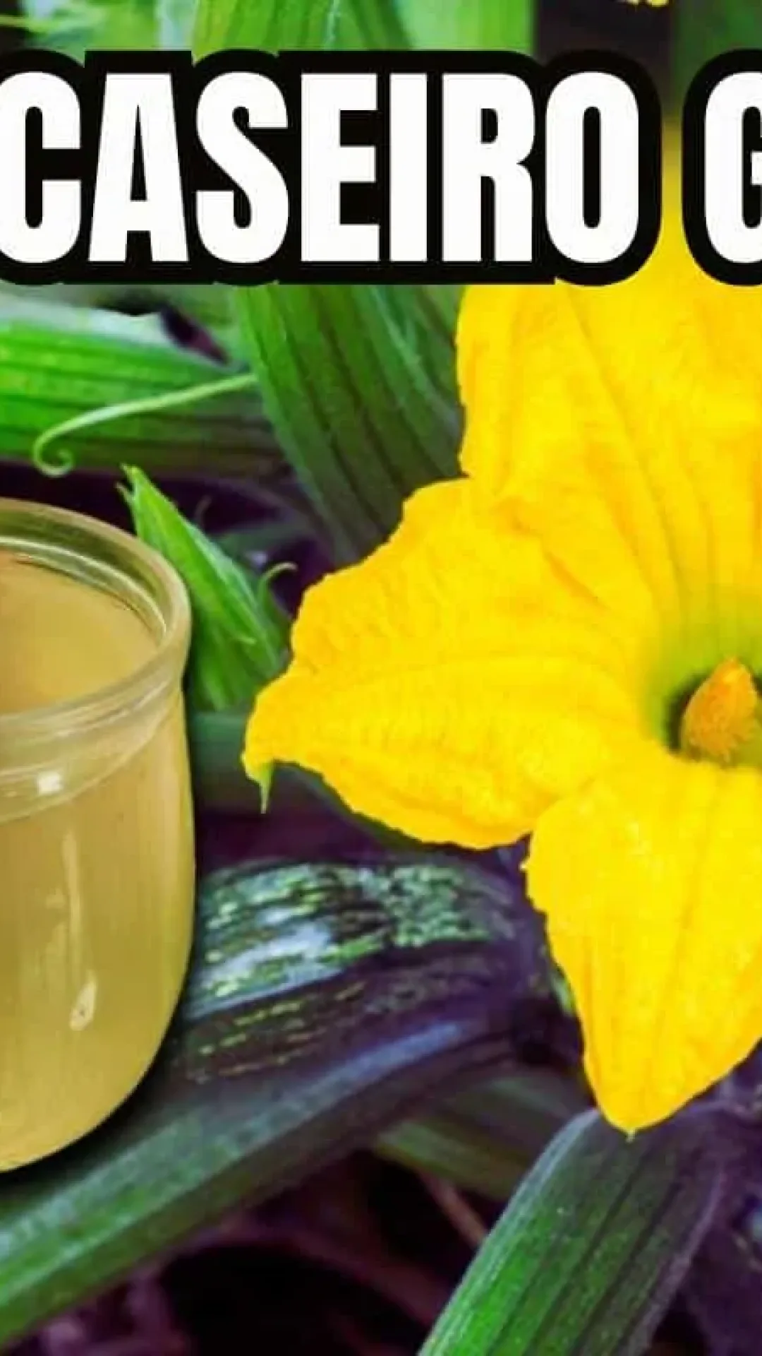 Adubo caseiro para plantas: a melhor forma natural e econômica de deixar seu jardim sempre forte e bonito
