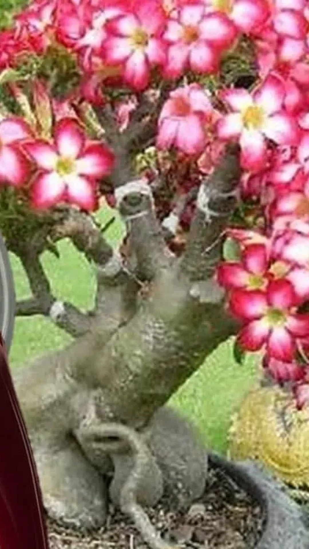 Adubo caseiro para rosa do deserto poderoso: esse faz sua planta explodir em flores