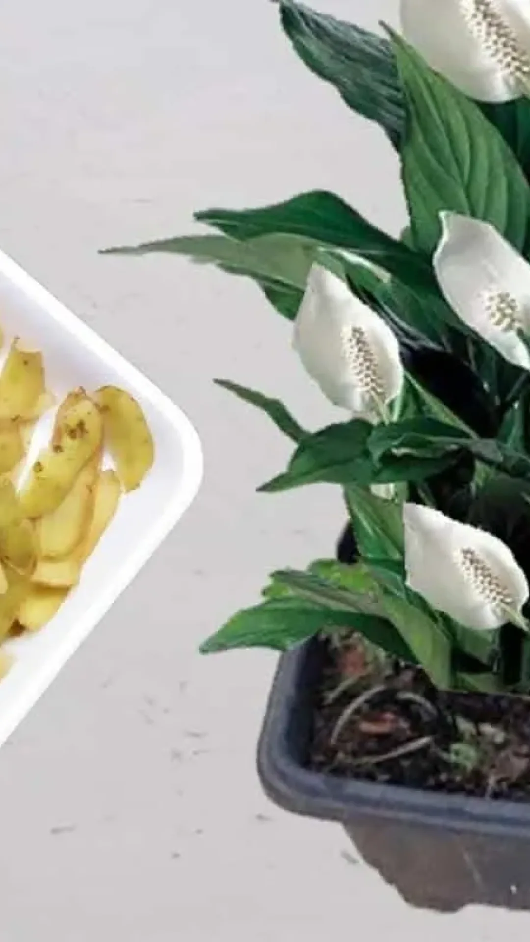 Adubo natural para plantas: tem ingredientes na sua casa que você nunca mais vai jogar fora