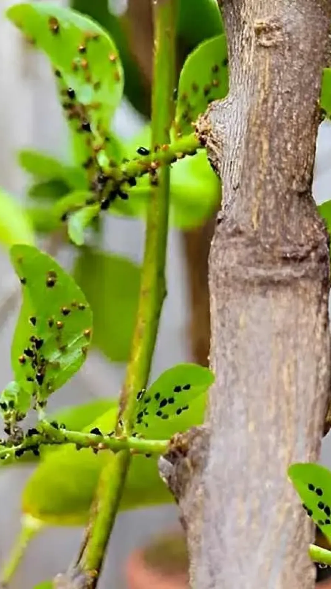 Aprendi como eliminar pragas das plantas preparando uma calda de detergente de cozinha