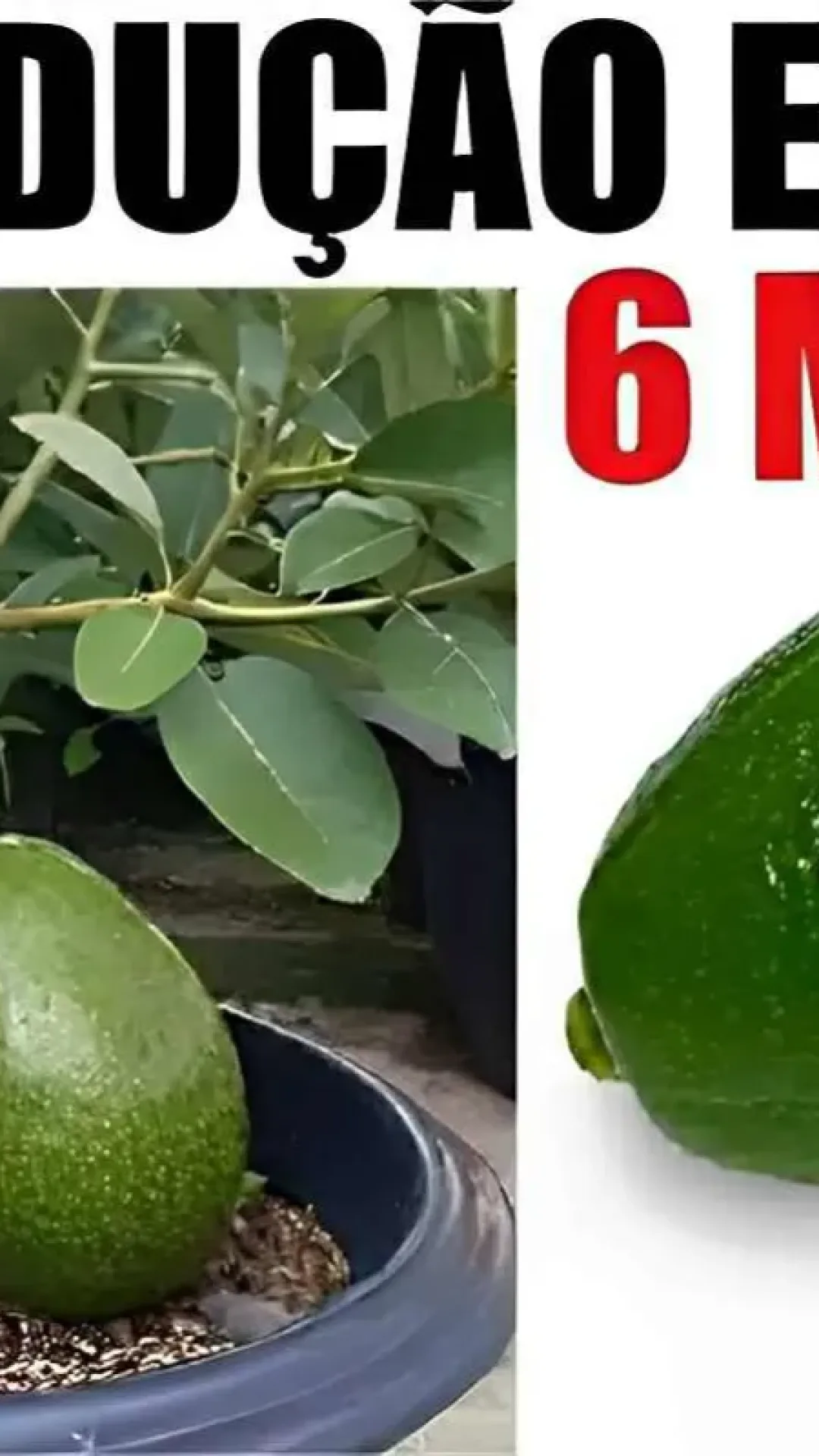 Aprendi como plantar abacate em vaso e fazer dar frutos em poucas semanas