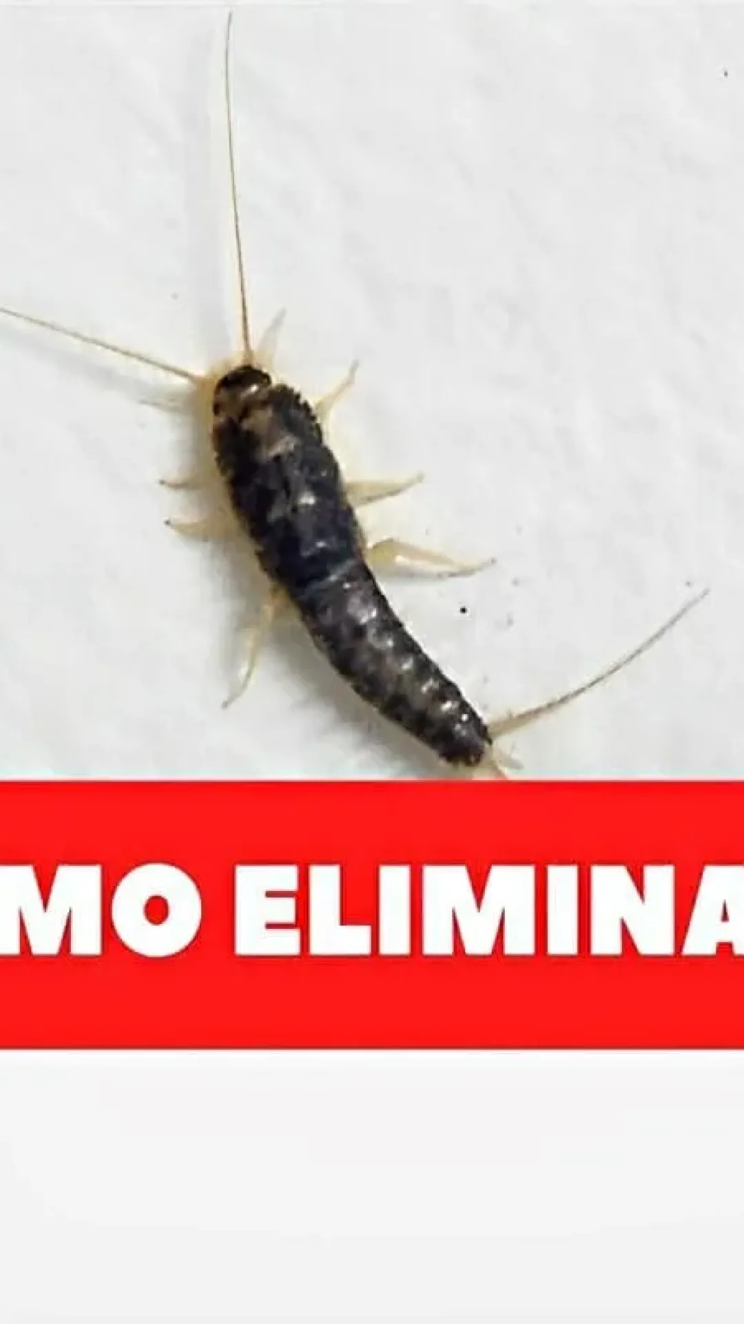 Como acabar com as traças dos armários usando vinagre