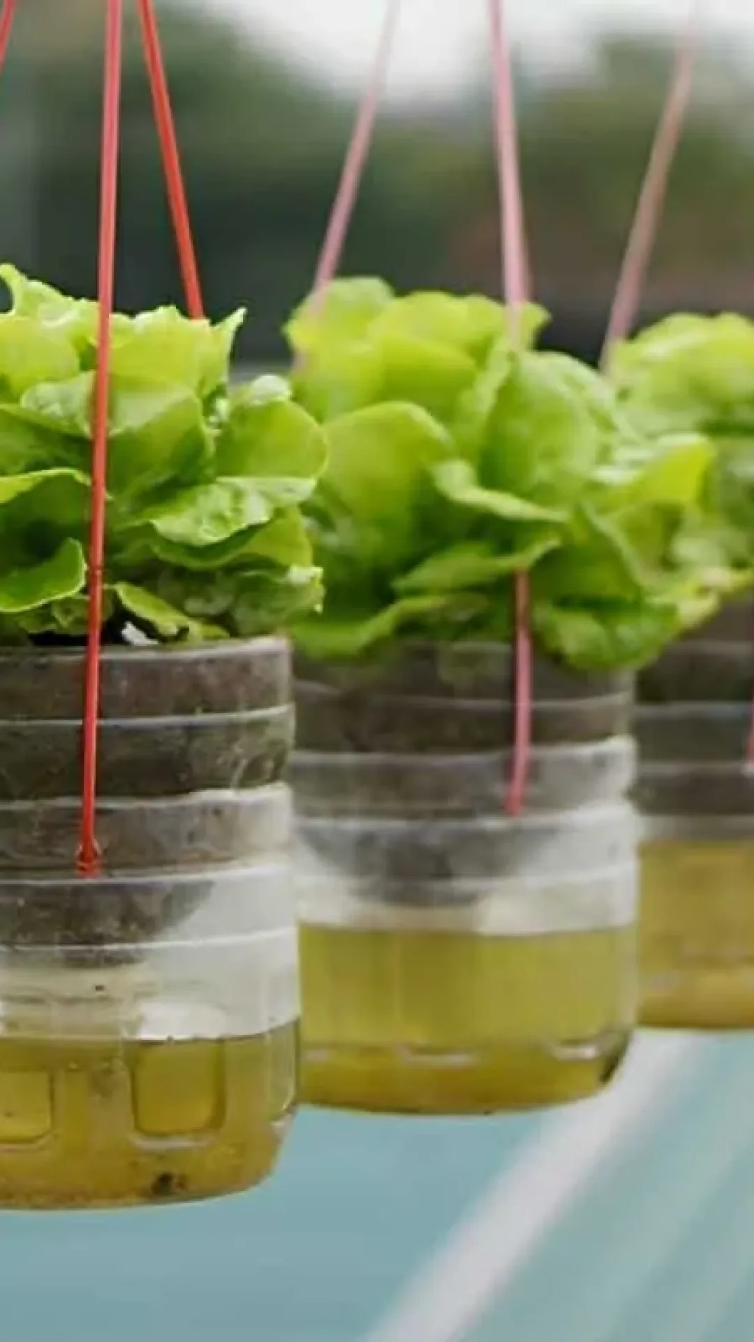 Como cultivar alface em garrafa pet na sua casa ou apartamento