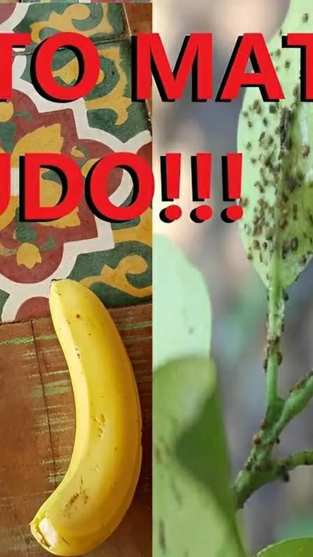 Como eliminar pragas das plantas usando apenas água e detergente neutro