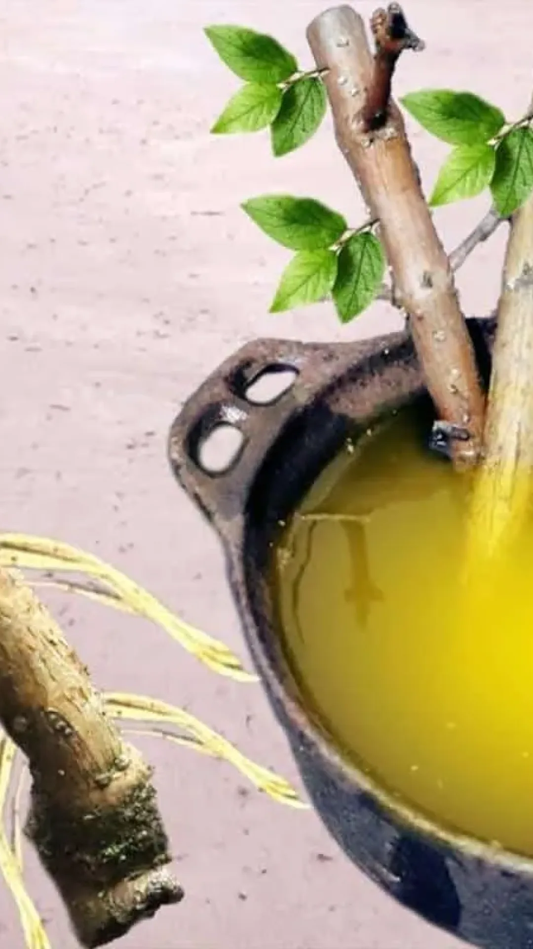 Como enraizar galhos de plantas: técnica infalível e fácil para aumentar suas flores no quintal