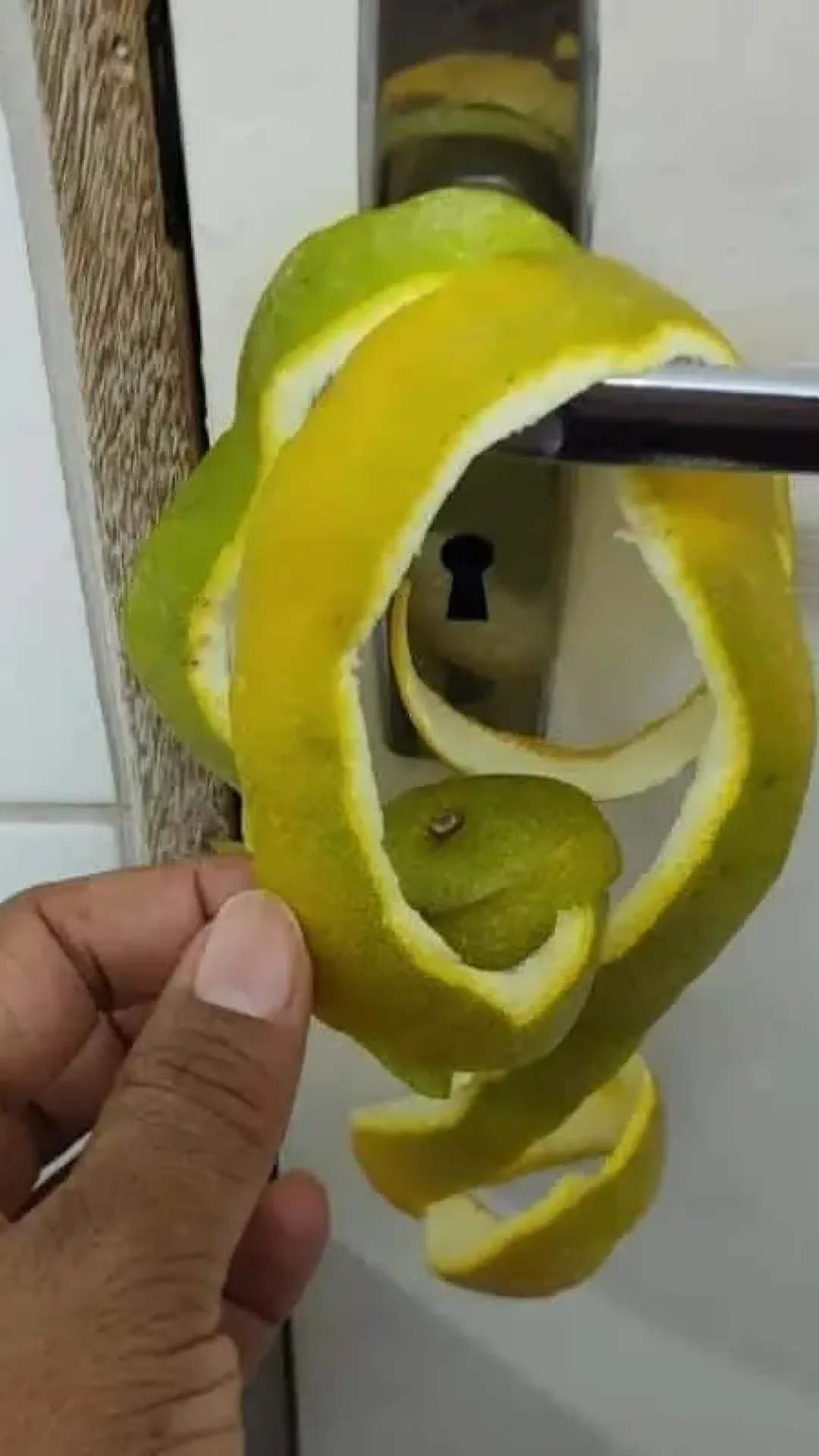 Como espantar os insetos da sua casa: para fazer resolver esse problema não precisa de veneno
