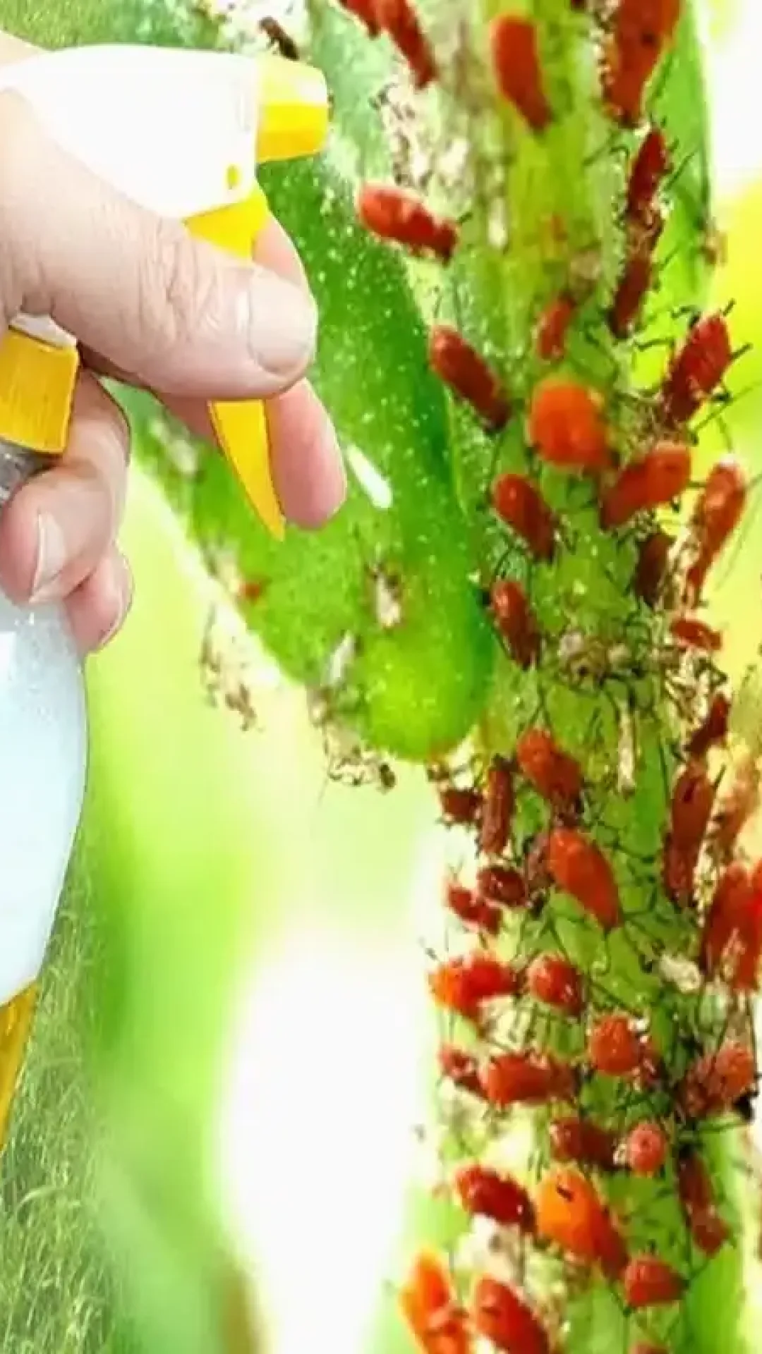 Como fazer inseticida caseiro para plantas que acaba com as pragas em segundos