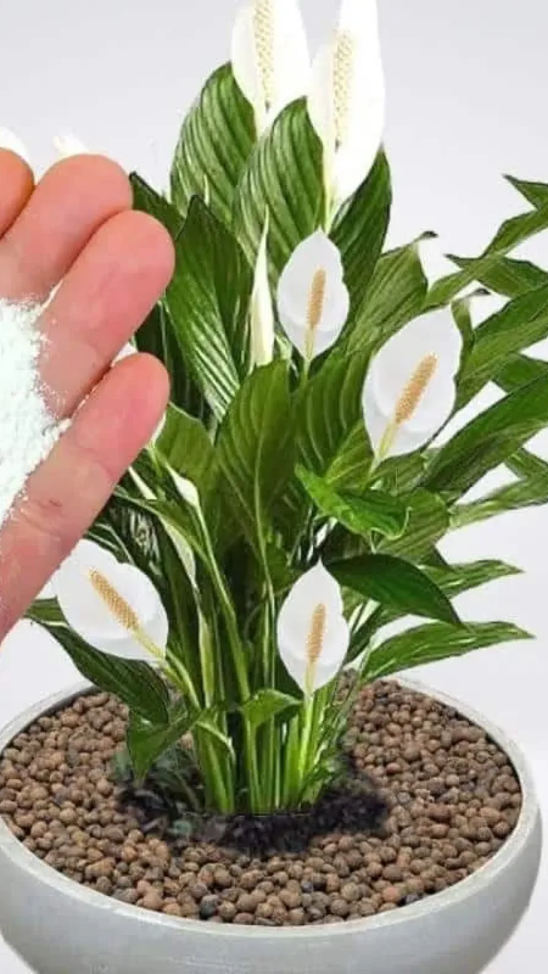 Como fazer planta crescer e florir: esse ingrediente você já tem no armário e vai te surpreender