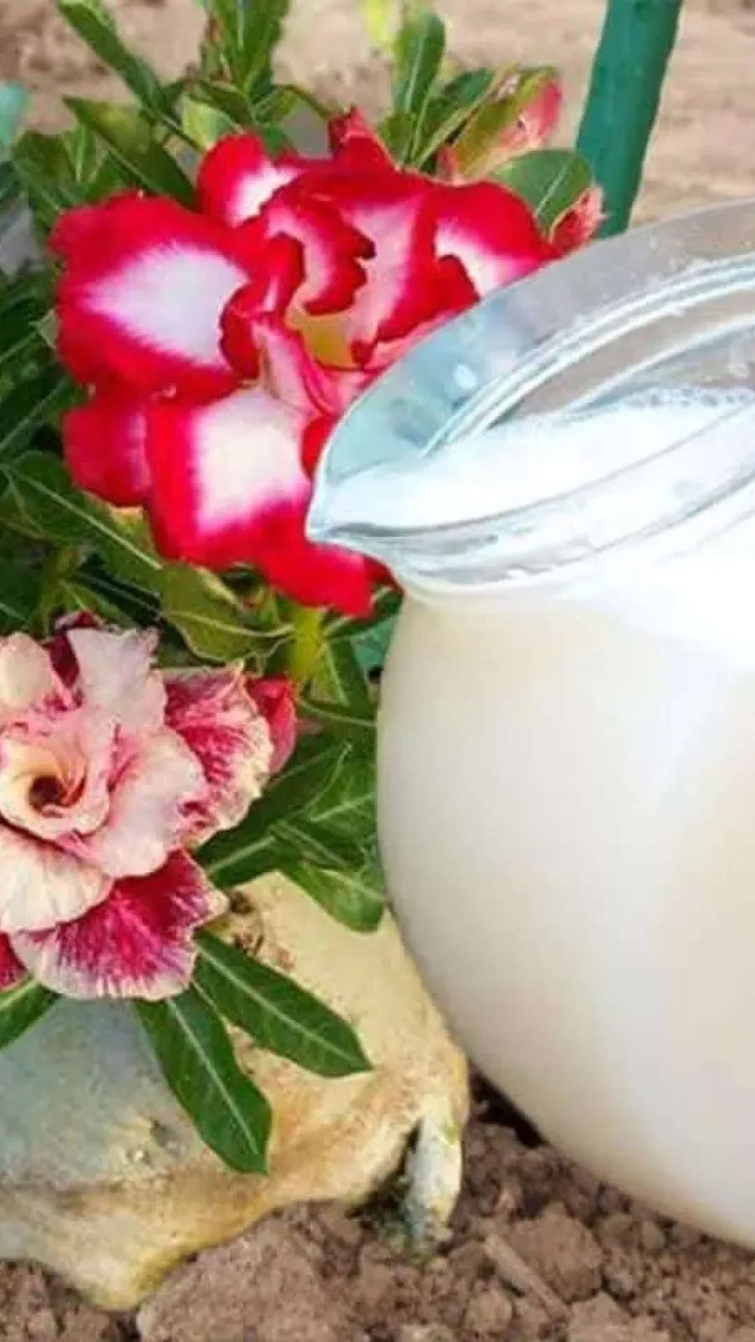 Como fazer planta florir: apenas 1 copo dessa solução faz seu vaso lotar de flores