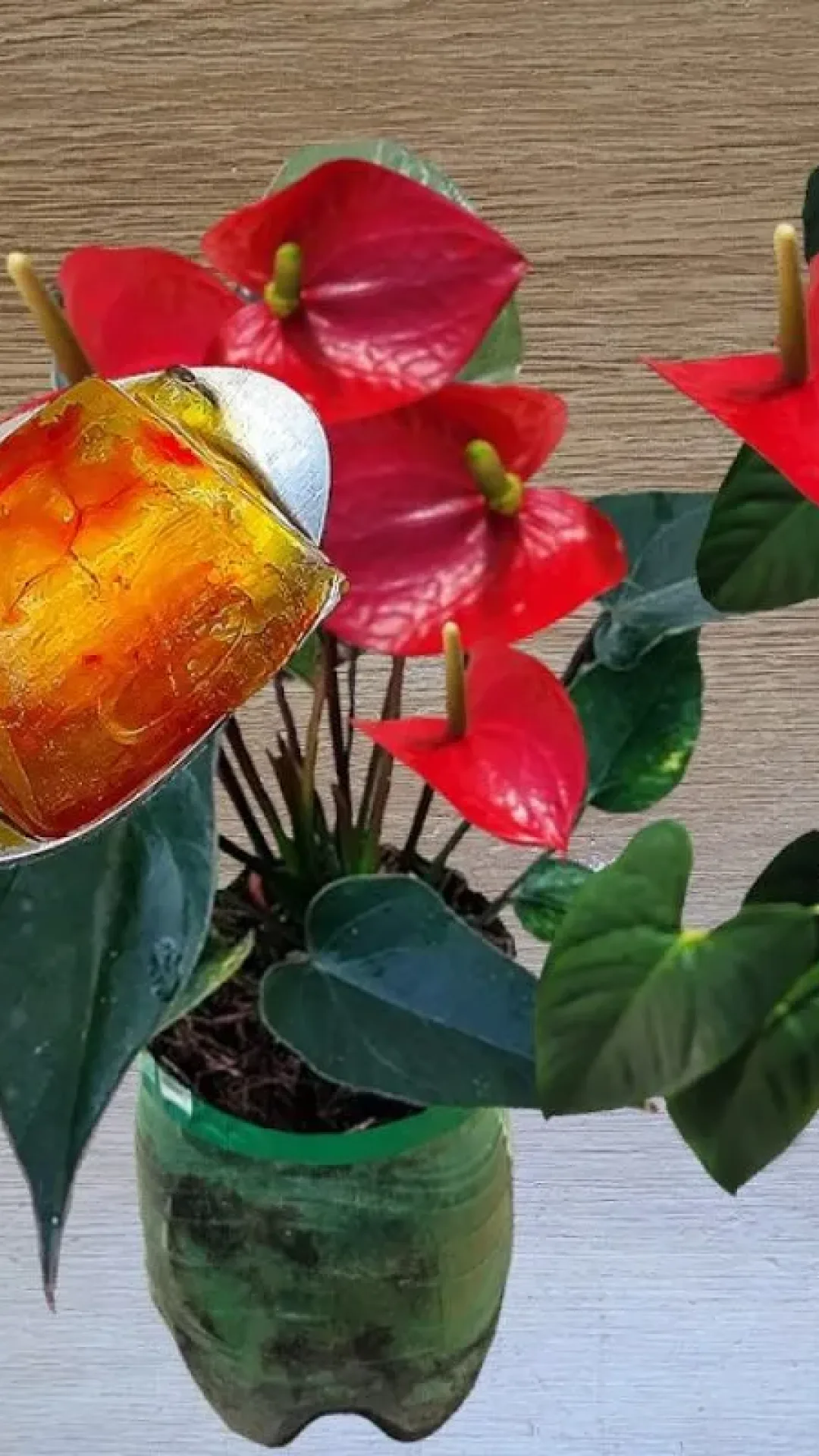 Como fazer planta florir com uma técnica caseira super simples de preparar