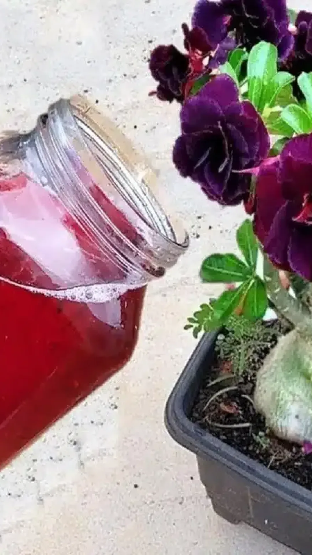 Como fazer planta florir: essa solução caseira é simples e sensacional