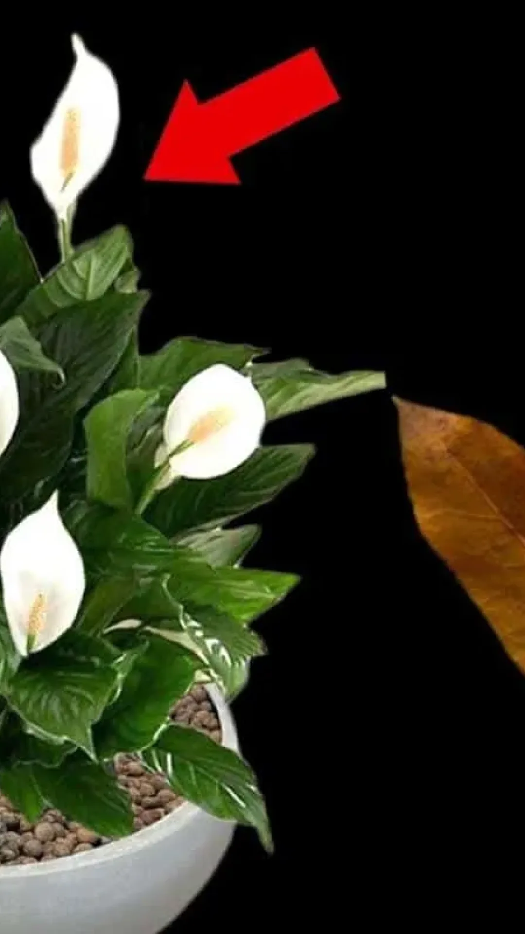 Como fazer planta florir: essa técnica dá certo em qualquer época do ano