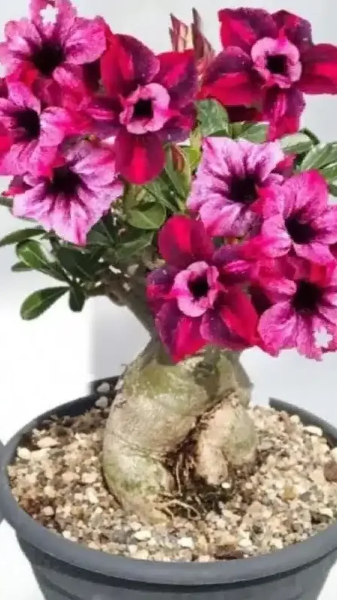 Como fazer planta florir: nem dá para imaginar que é tão fácil assim