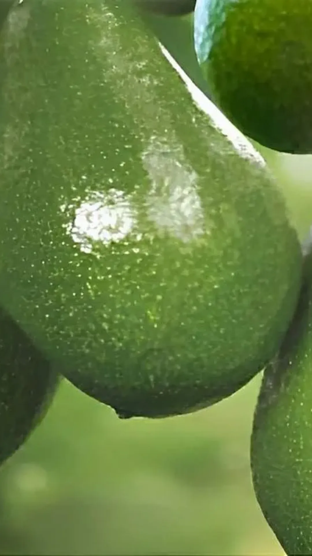 Como plantar abacate em vaso e começar a produzir dentro de poucos meses