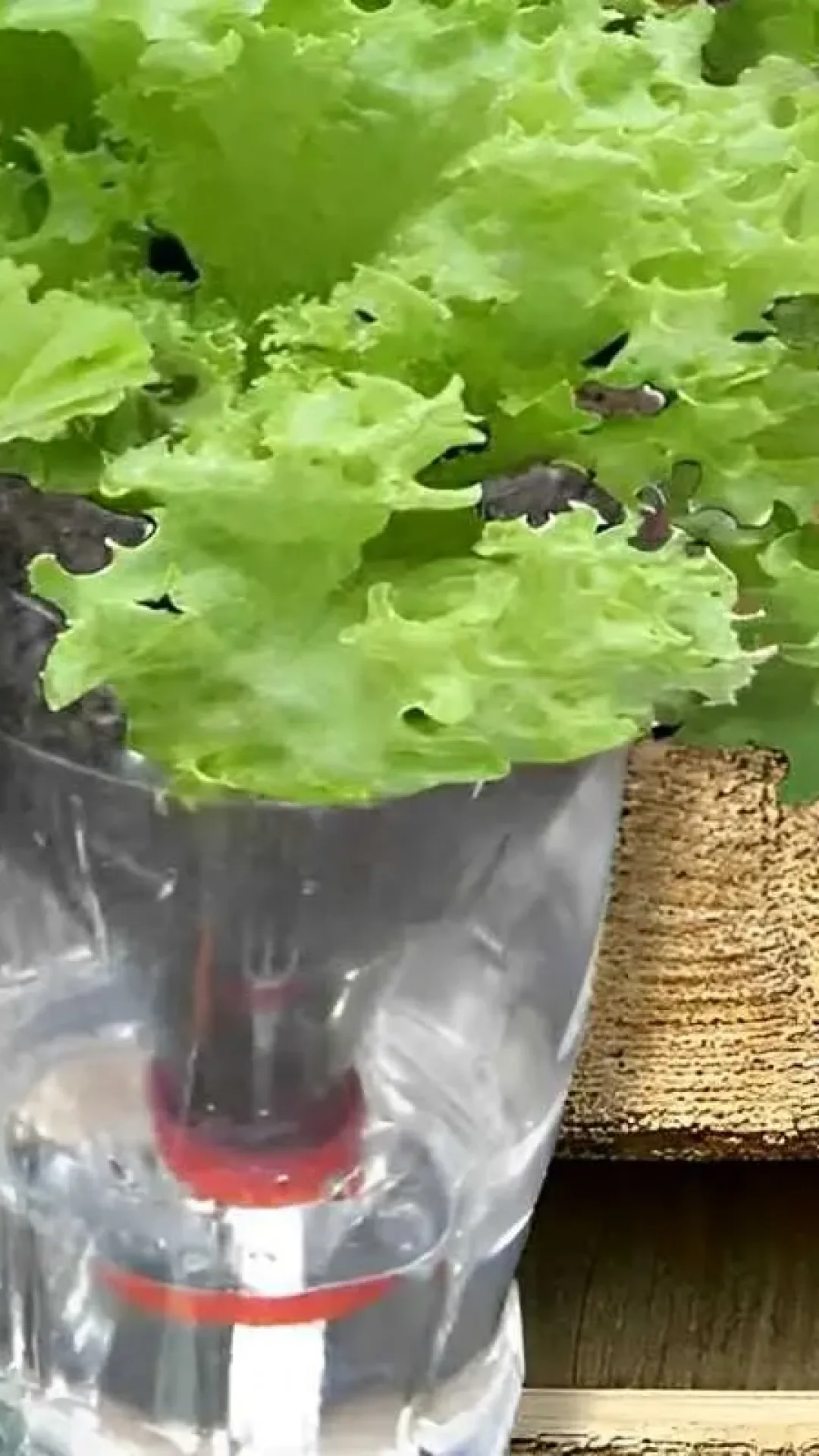 Como plantar alface em casa usando apenas 1 garrafa PET