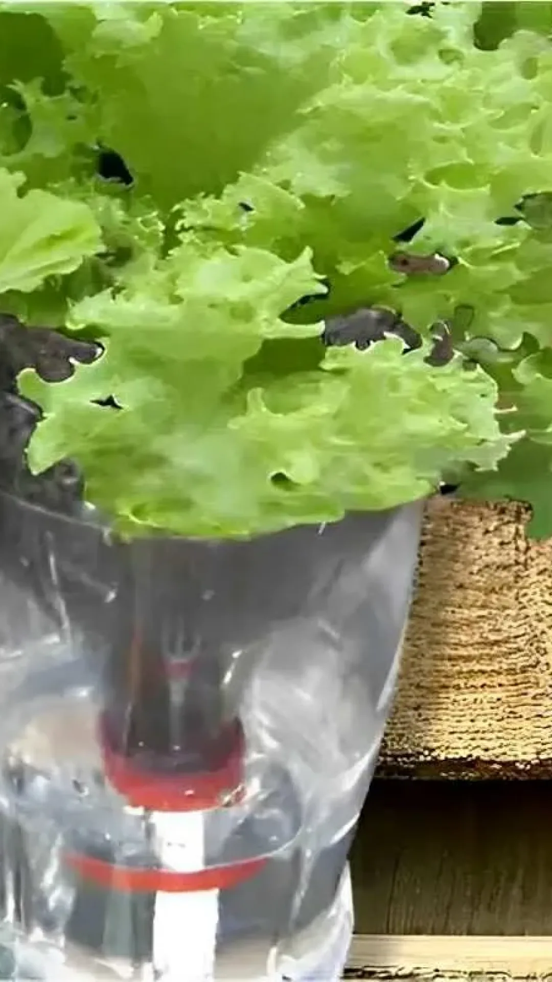 Como plantar alface em garrafa PET e ter alface sempre fresquinho para toda a família