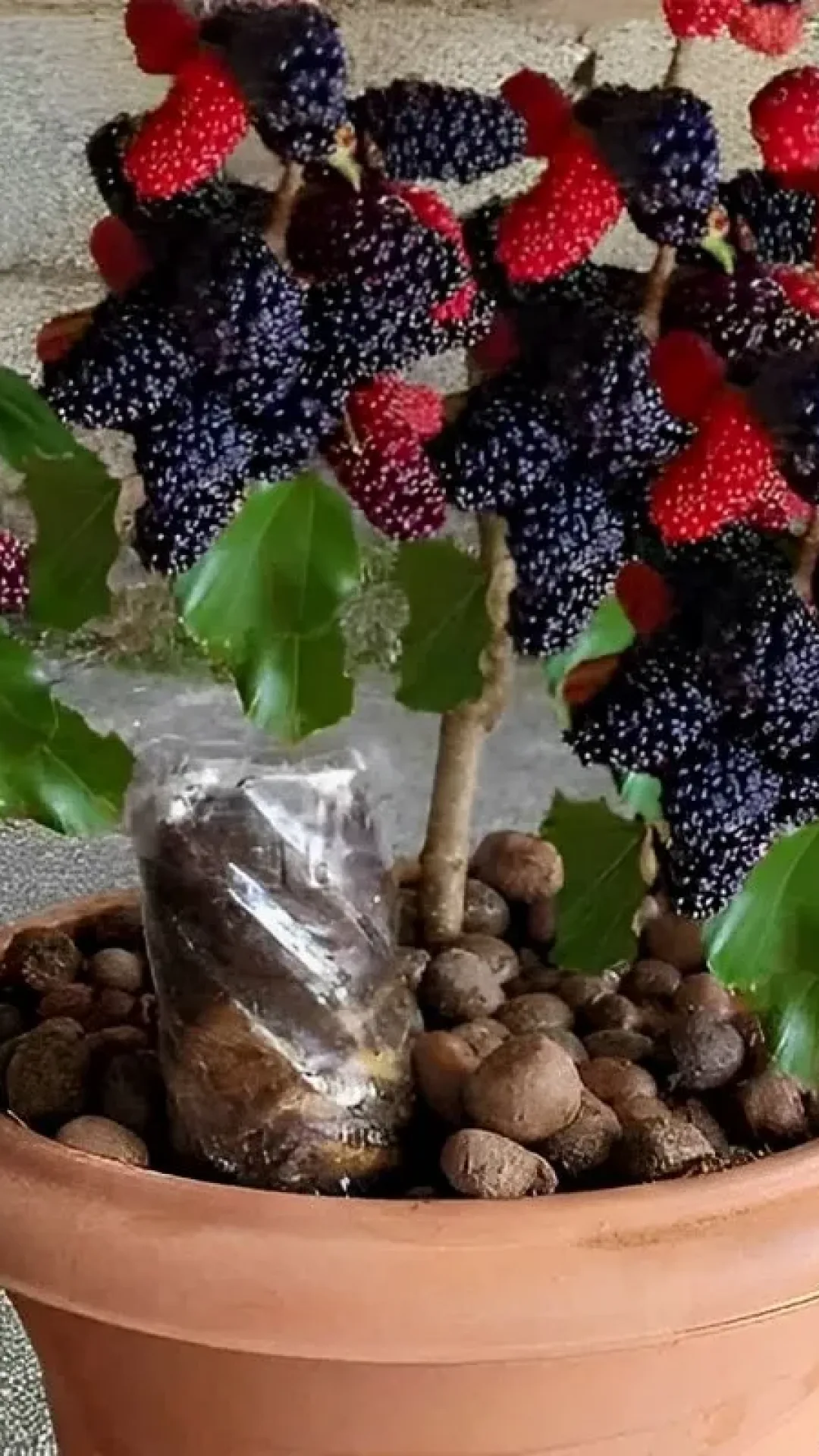 Como plantar amora em vaso e ter essa frutinha deliciosa sempre à mão seja em casa ou em apartamento