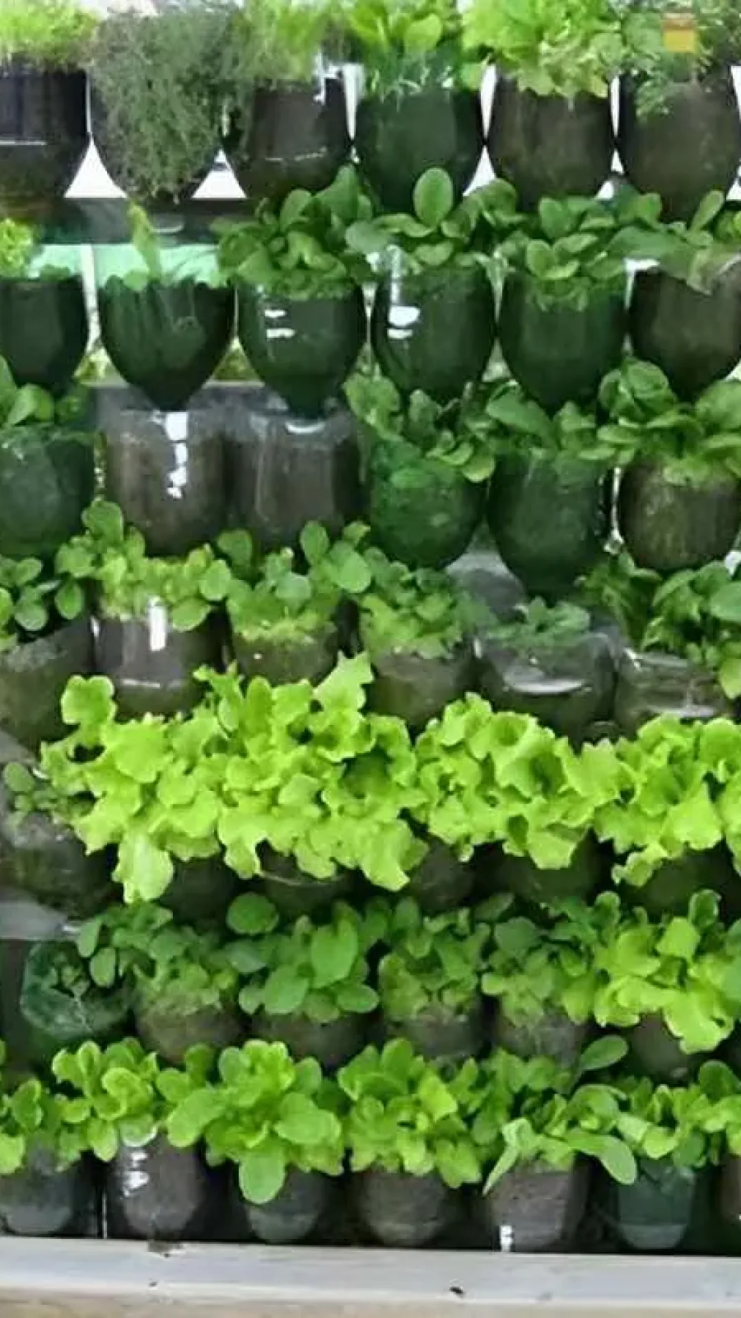 Como plantar hortaliça em garrafa PET: passo a passo com todas as dicas para seu plantio ser um sucesso