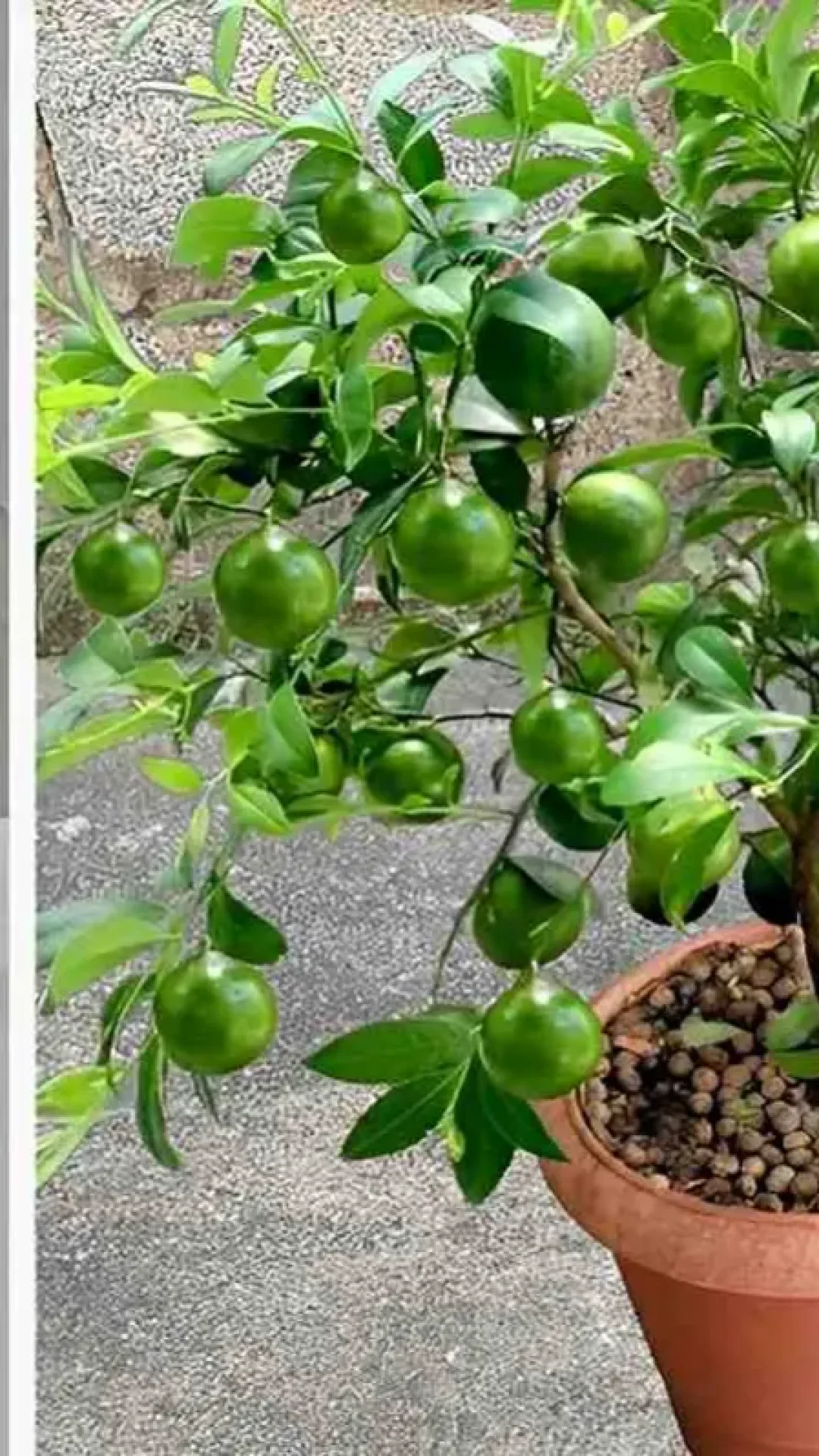 Como plantar limão no vaso e ter limões sempre fresquinhos na sua casa