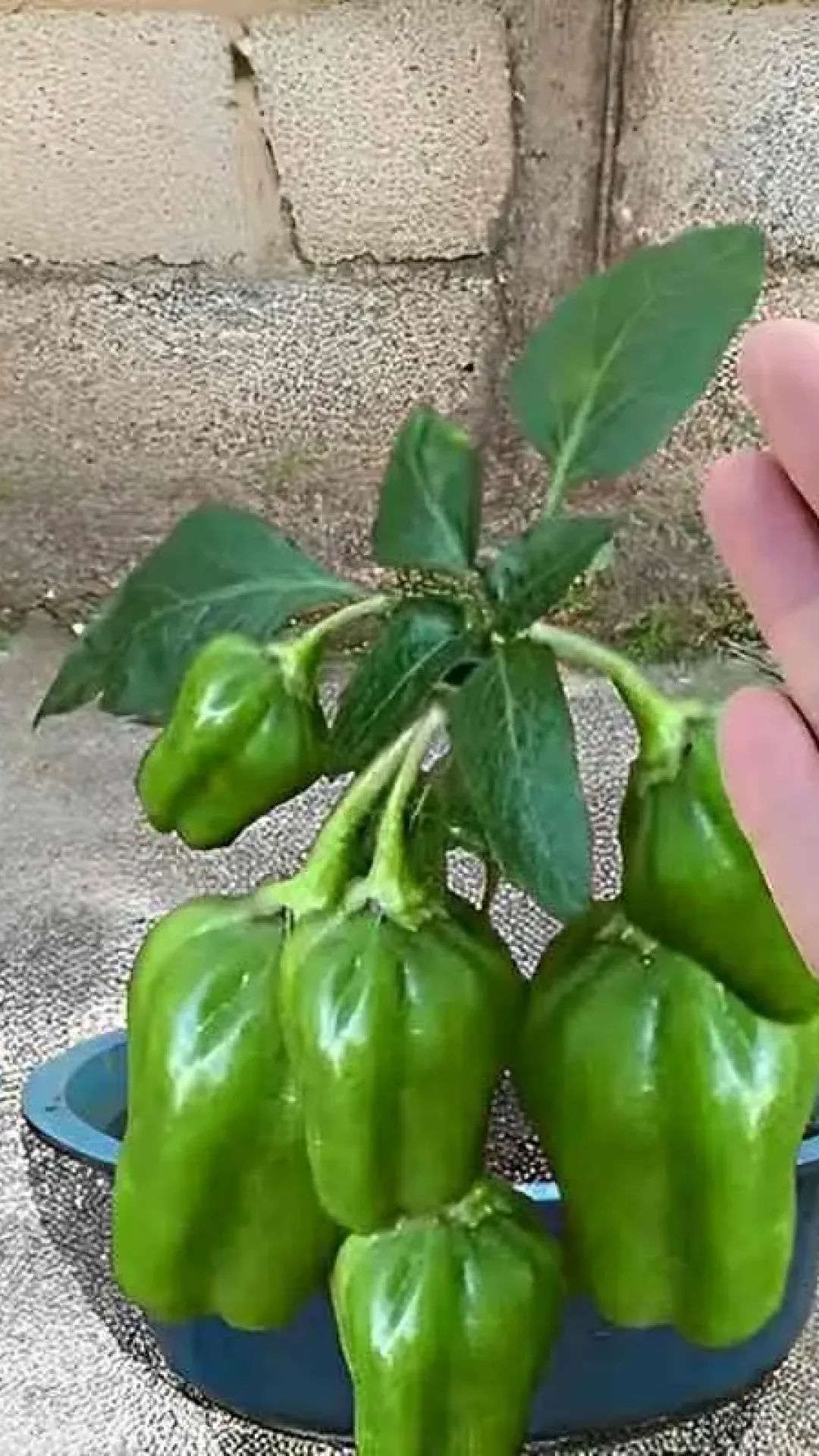 Como plantar pimentão em vaso e começar a produzir em até 60 dias