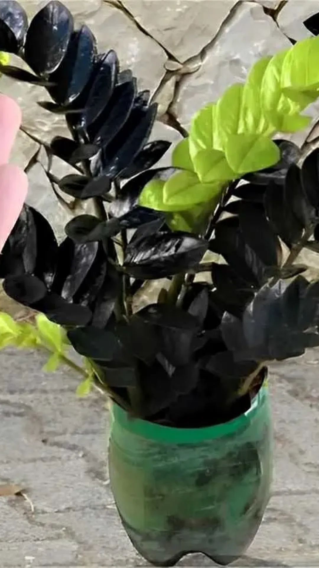 Depois desse fertilizante caseiro minhas plantas estão crescendo muito mais fortes e saudáveis