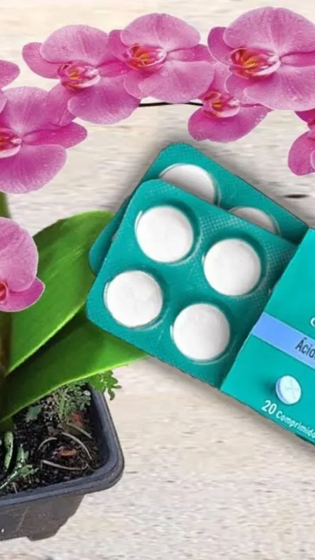 Fortificante caseiro para plantas: dica simples e muito barata para as florir seu quintal