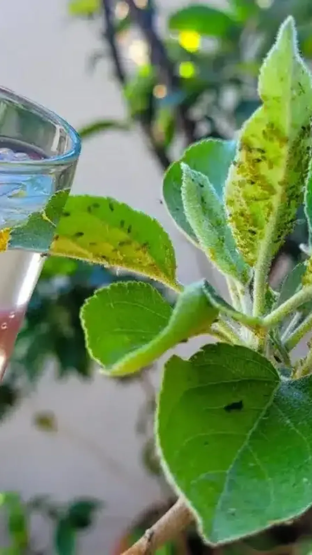 Inseticida caseiro para plantas: deixa seus vasos livres de qualquer praga em minutos