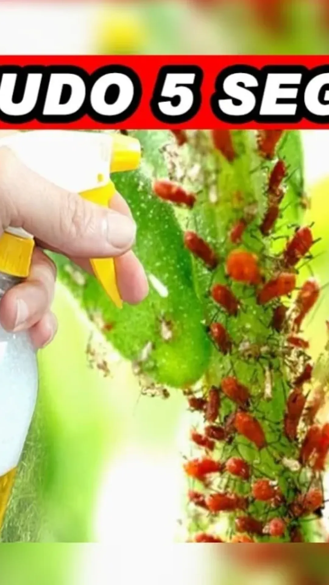 Inseticida caseiro para plantas fácil de fazer: deixa todo seu jardim livre de pragas