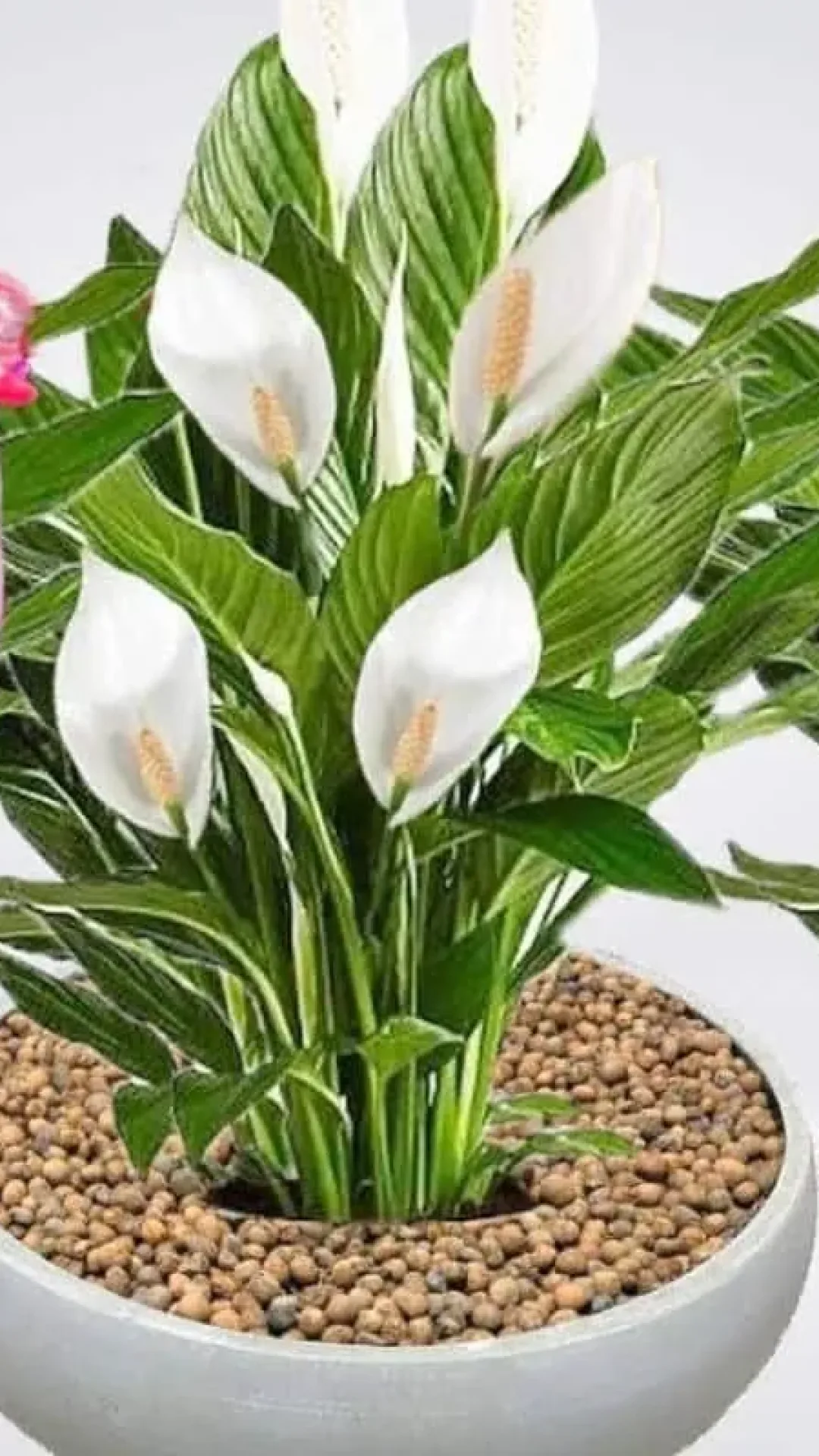 Solução caseira para planta florir: não vai ficar um vaso sem flor no teu quintal