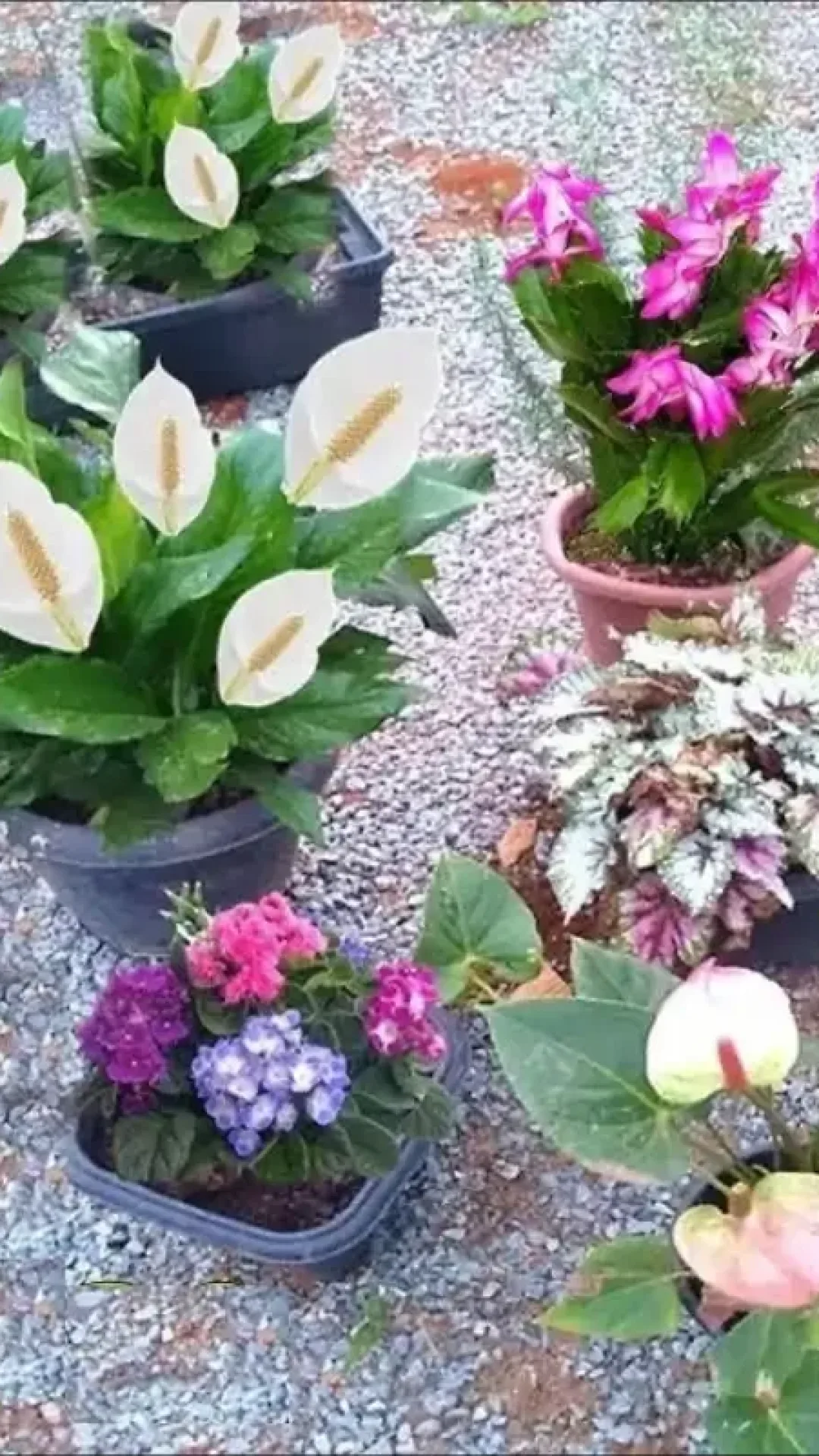 Solução caseira para planta florir: todos os vasos do seu jardim vão lotar de flores