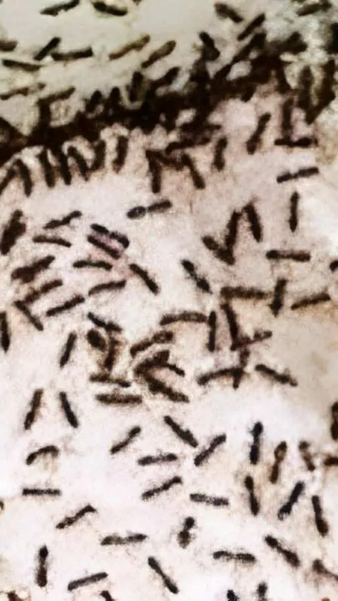 Solução para matar formigas sem venenos usando apenas ingredientes naturais